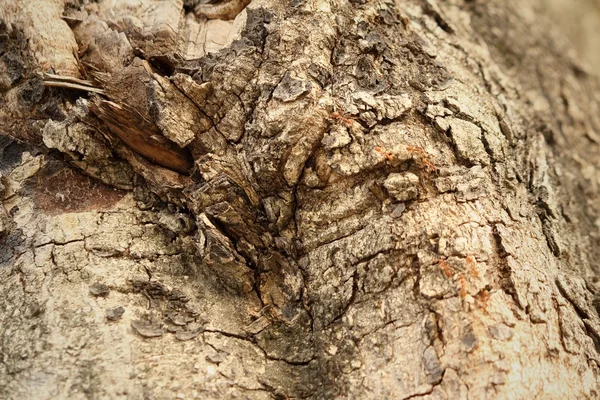 Formigas andando na árvore na natureza . — Fotografia de Stock