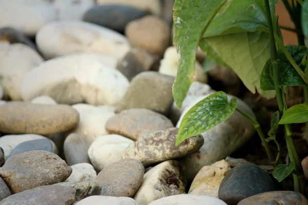 Background of white stone in the park — Stock Photo, Image