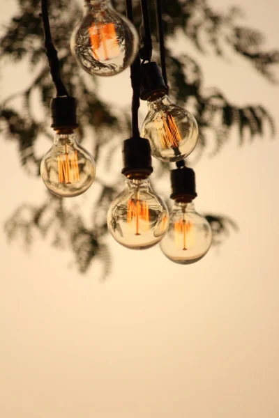 Am Baum im Park hängen alte Glühbirnen — Stockfoto