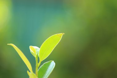 Yeşil çay yaprakları üzerinde arka plan bulanık.