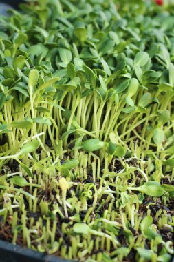 Doğa ile zayıf ayçiçeği bir bahçe bitkileri