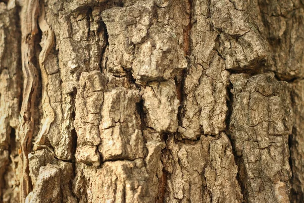 Fundo de madeira marrom da árvore . — Fotografia de Stock