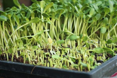 Doğa ile zayıf ayçiçeği bir bahçe bitkileri