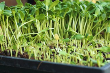 Doğa ile zayıf ayçiçeği bir bahçe bitkileri