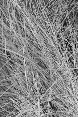 siyah ve beyaz bahar çimen arka bahçede