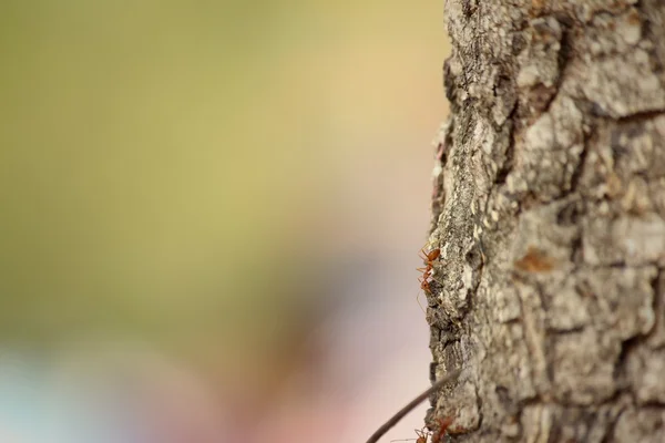 Doğa ağacında üzerinde yürüyen karıncalar. — Stok fotoğraf