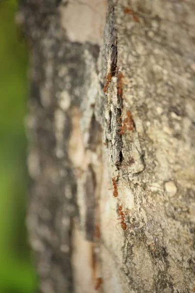 प्रकृति में पेड़ पर चलने वाली चींटें . — स्टॉक फ़ोटो, इमेज
