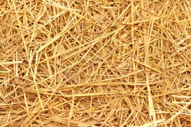 Kahverengi pirinç saman alanında.