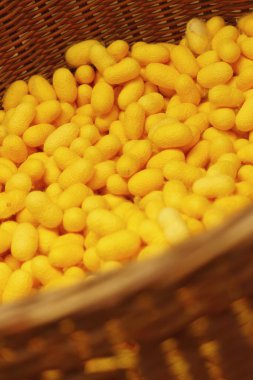 bir sürü sepet içinde sarı koza ipekböceği