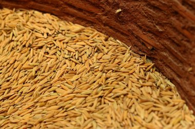 Çeltik pirinç bir sepet içinde bir sürü