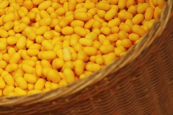 Dużo żółtego kokon jedwabników w kosz — Zdjęcie stockowe