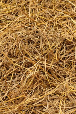 Kahverengi pirinç saman alanında.