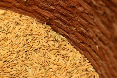 Çeltik pirinç bir sepet içinde bir sürü