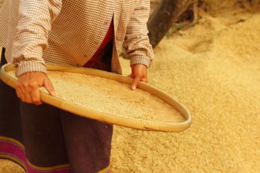 çiftlik işçisi hareketleri pirinç içinde belgili tanımlık tepsi olduğunu.