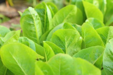 Hydroponic sebze Garden doğa