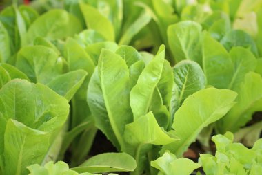 Hydroponic sebze Garden doğa