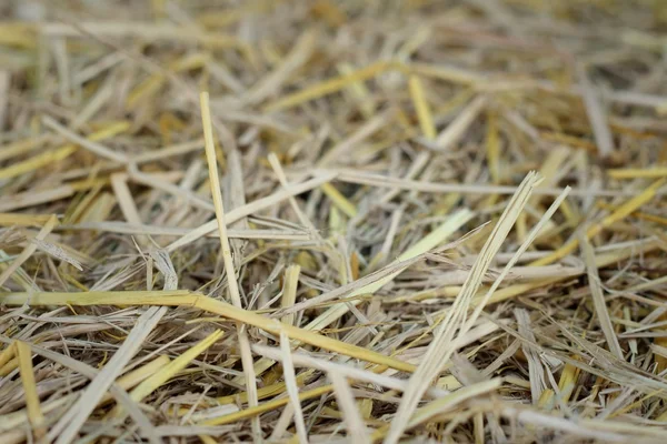 Castanho de palha de arroz no campo . — Fotografia de Stock