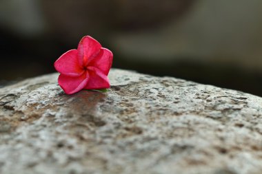 pembe Frangipani çiçek kaya