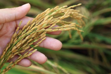 Pirinç spike taneleri elinde