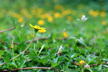 Yabani papatya çiçekleri yeşil çayır on