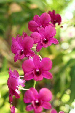 Güzel mor Orkide Bahçe