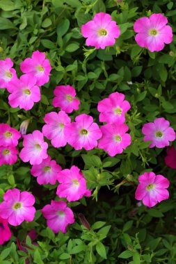 Bahçe petunyaların çiçeklenir