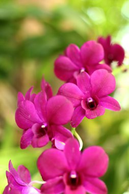 Güzel mor Orkide Bahçe