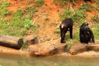 Maymunlar sorulan aperatif oturuyorsun