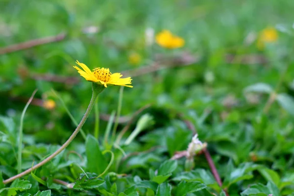 Wild daisy bloemen groeien op groene weide — Stockfoto