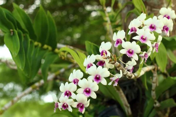 Hermosas flores Ochid blancas en el jardín . —  Fotos de Stock