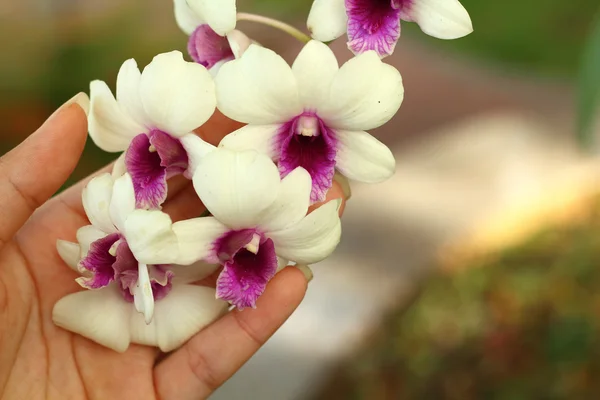 Hands are holding a bunch of white orchids. — Stock Photo, Image