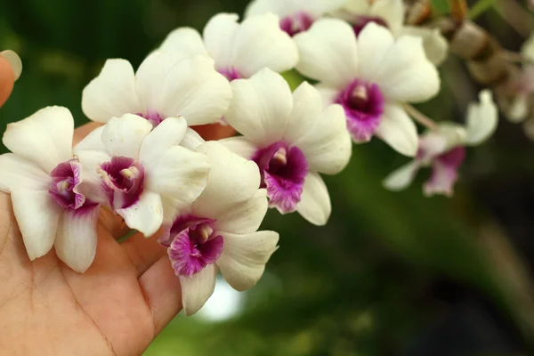 Händerna håller ett gäng vita orkidéer. — Stockfoto