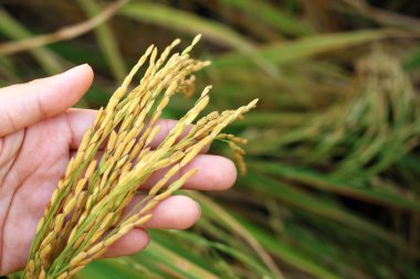 Pirinç spike taneleri elinde