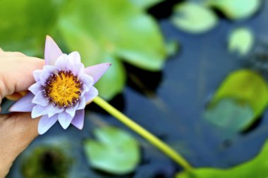 Bir havuzda güzel lotus. 