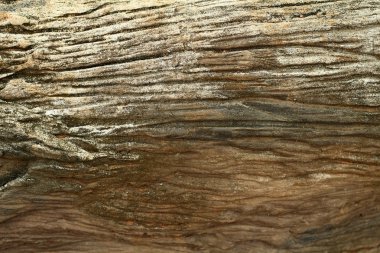 vahşi closeup eski ağaç kütüğü