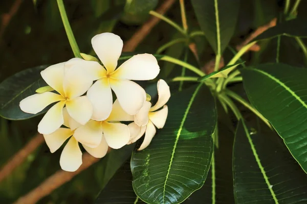 White and yellow frangipani flowers with leaves — Stock Photo, Image