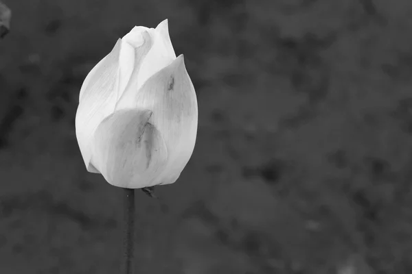 White lotus bud in a pond. — Stock Photo, Image