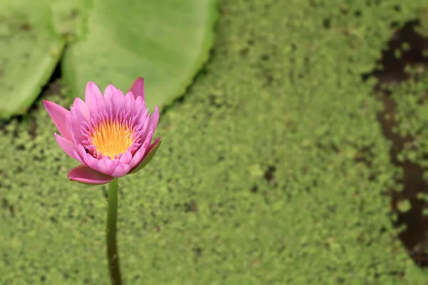 Le beau lotus dans un étang . — Photo