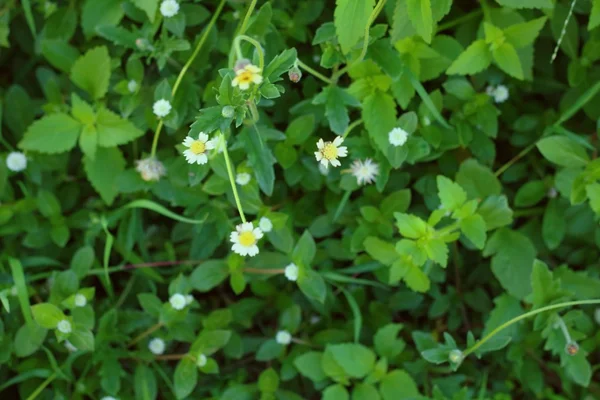 Little white Daisy — Stock Photo, Image