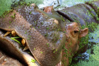 tatlı su aygırı portre doğada