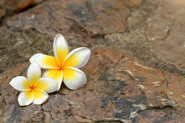 Beautiful Frangipani flower on the rock — Stock Photo, Image