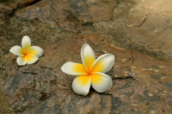 Beautiful Frangipani flower on the rock — Stock Photo, Image