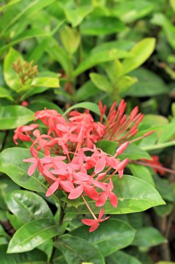 MahS çiçek, kırmızı çiçeklenme gülümsemek Çiçek bahçesinde