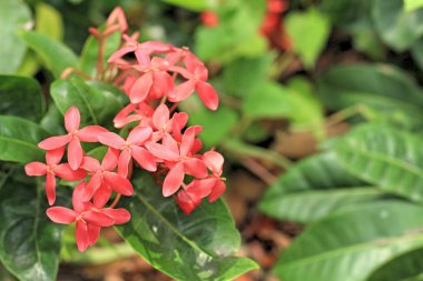  MahS çiçek, kırmızı çiçeklenme gülümsemek Çiçek bahçesinde