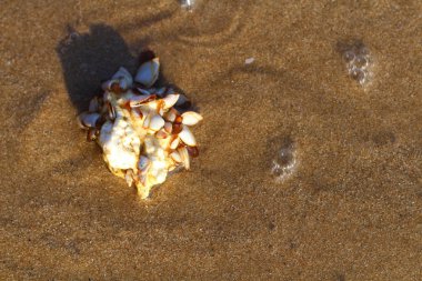 mercan ve dalga üzerinde kum plaj