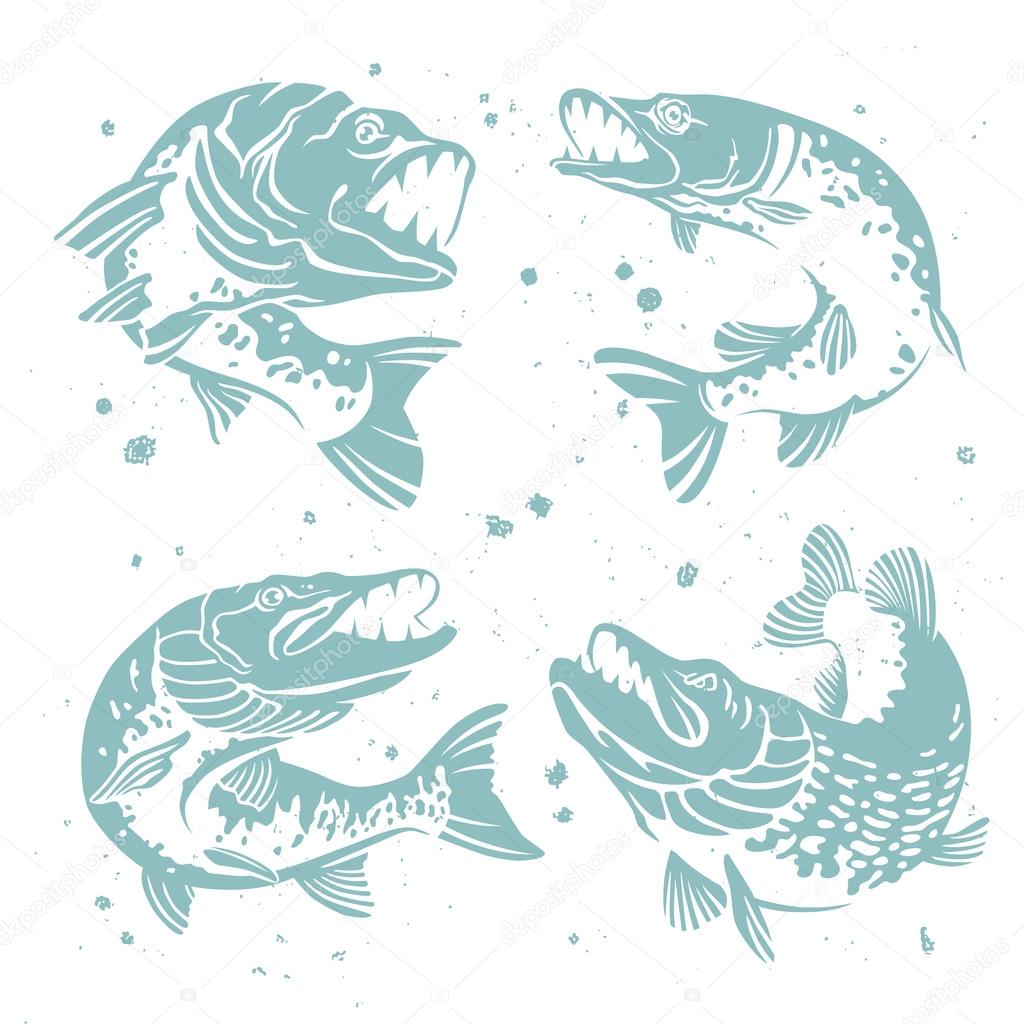 Set of predatory pike. The stylized image of fish. Vector illustration on white background with paint splashes. Concept design for fishing.