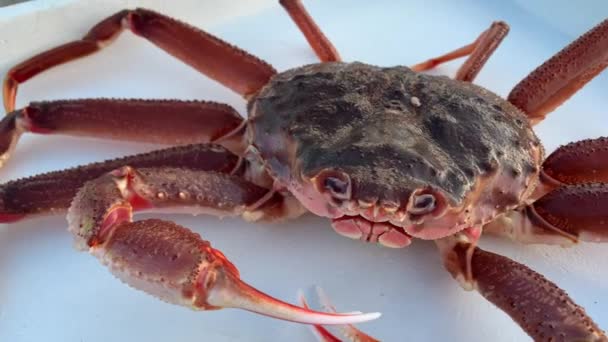 Large Kamchatka crab close up. The largest crustacean in the Far East. — Stock Footage Large Kamchatka Crab Close Largest Crustacean Far East Stock Video