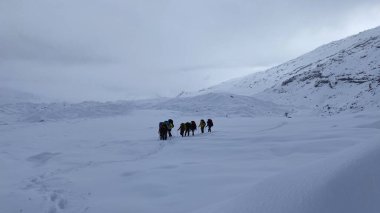 Büyük sırt çantaları ve yürüyüş direkleriyle bir grup dağcı Kamçatka 'nın karlı alanlarında yürüyorlar. Klyuchevskoy volkan parkında gezinti. Kamçatka Yarımadası 'na git..