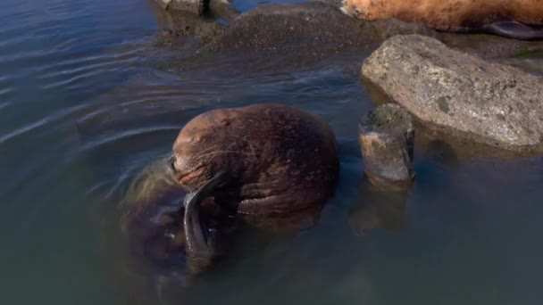 Close Kamchatka Sea Lion Slaps Its Tail Face Rookery Avacha — Stock Video