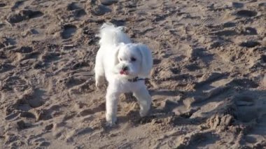Maltese süs köpeği (Malta) güneşli bir günde sahilde yürür..